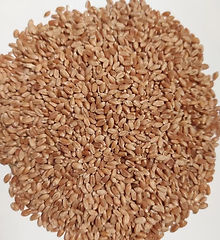 wheat.jpg
