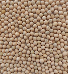 yellow pea.jpg