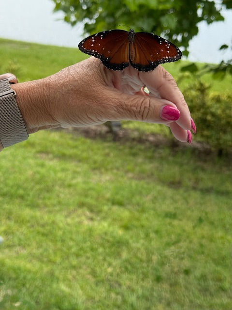 Plantation Oaks rare queen butterfly