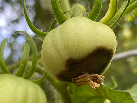 Why Some Las Vegas Plants Suddenly Die Right Before Summer