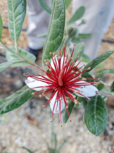 White and red feijoa flower