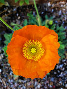 Orange poppy flower