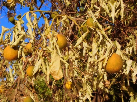 Las Vegas Gardening: 5 Summer Secrets That Help Plants Survive Extreme Heat