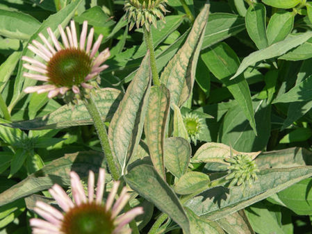 Why Las Vegas Plants Look Worse After a Heat Wave (Even When You're Watering Correctly)