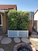 Green hedge in corrugated planter, backyard fire pit