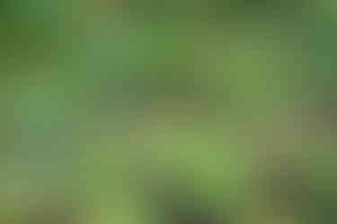 Agriculture sur brûlis pour préparer les parcelles pour la culture du riz ou de manioc 