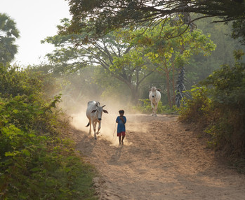 Travailleur du Manioc, dans le nord beaucoup d'exploitation de champs de manioc.