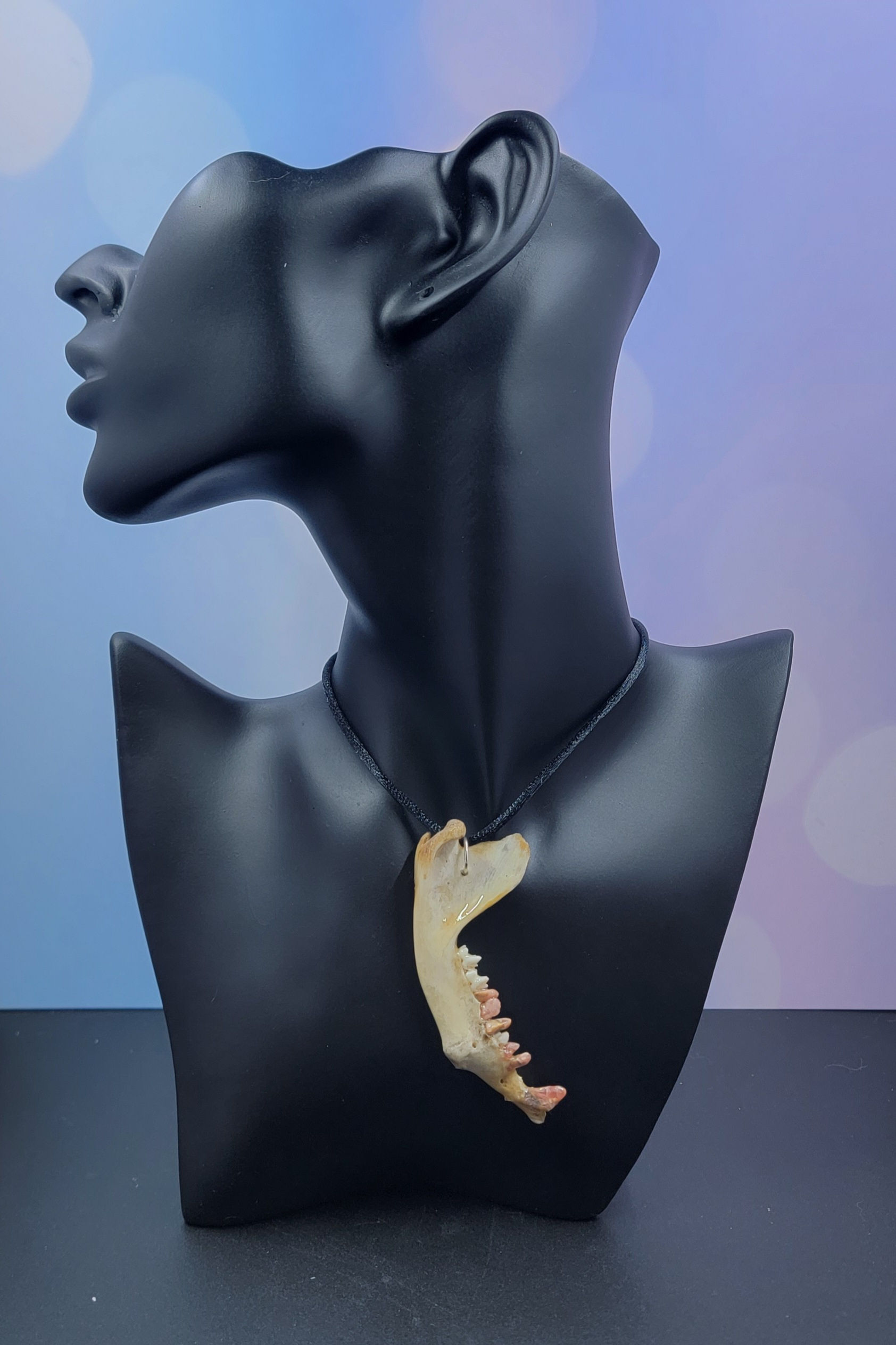 Raccoon jaw with rhodochrosite 