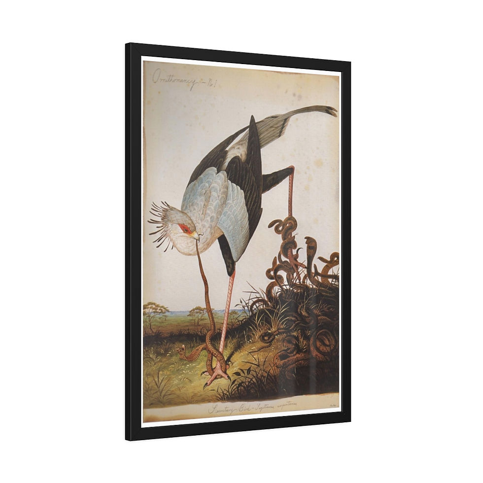 Thumbnail: Secretary Bird and Snakes Antique Reproduction Framed Paper Posters