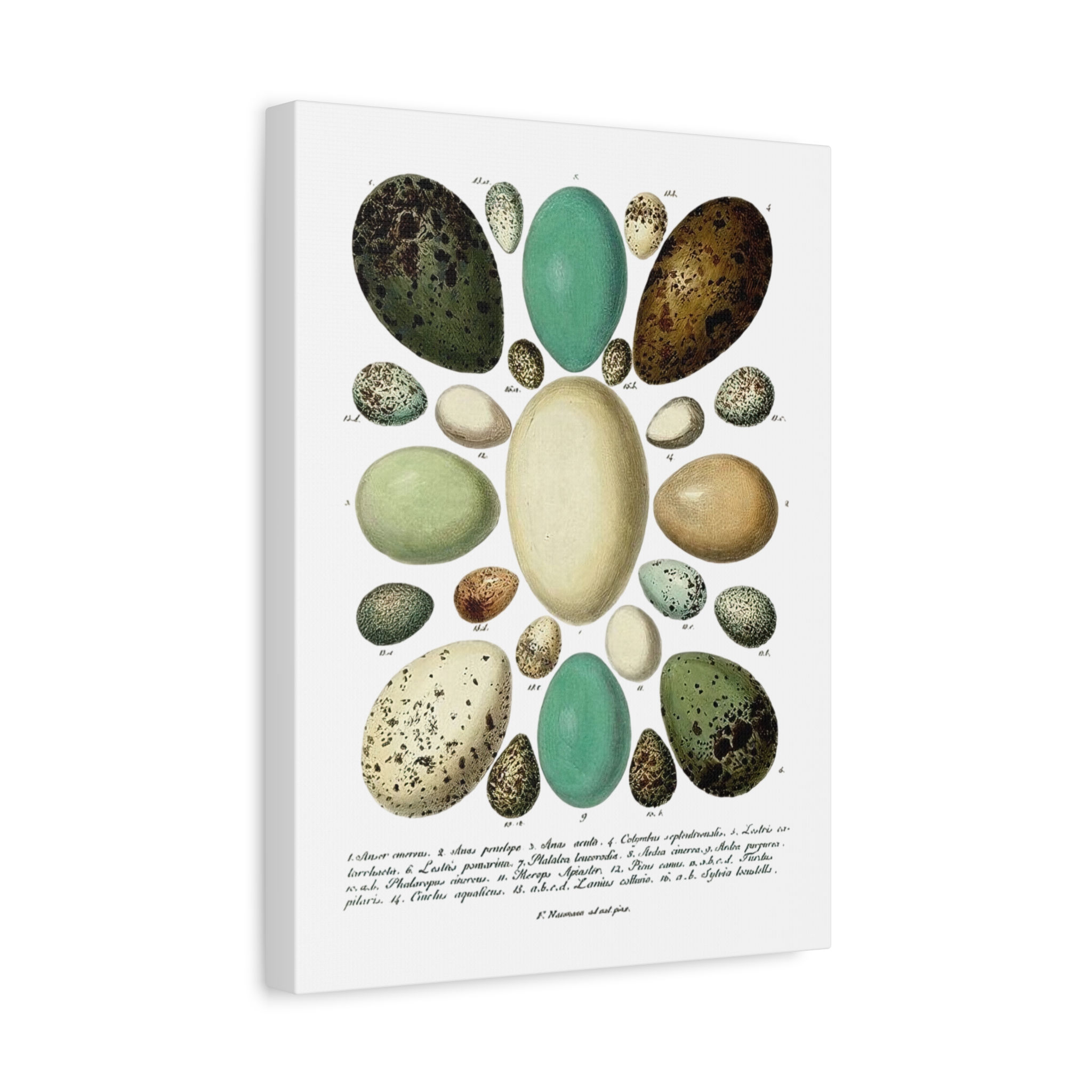 Artistic Egg Print Canvas - Nature Wall Decor for Easter & Home (5 sizes)