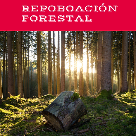 diseño gráfico (1).png