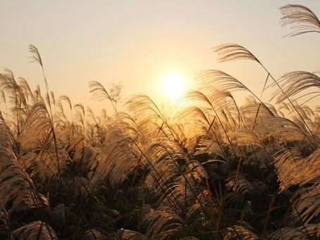 순천파인힐스 가을 골프 투어 - 단풍 속에서 즐기는 특별한 라운딩 경험