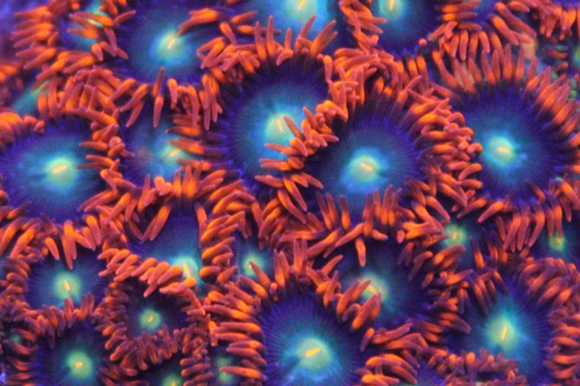 Punk Rocker Zoanthids