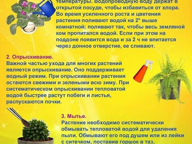 Уход за комнатными растениями