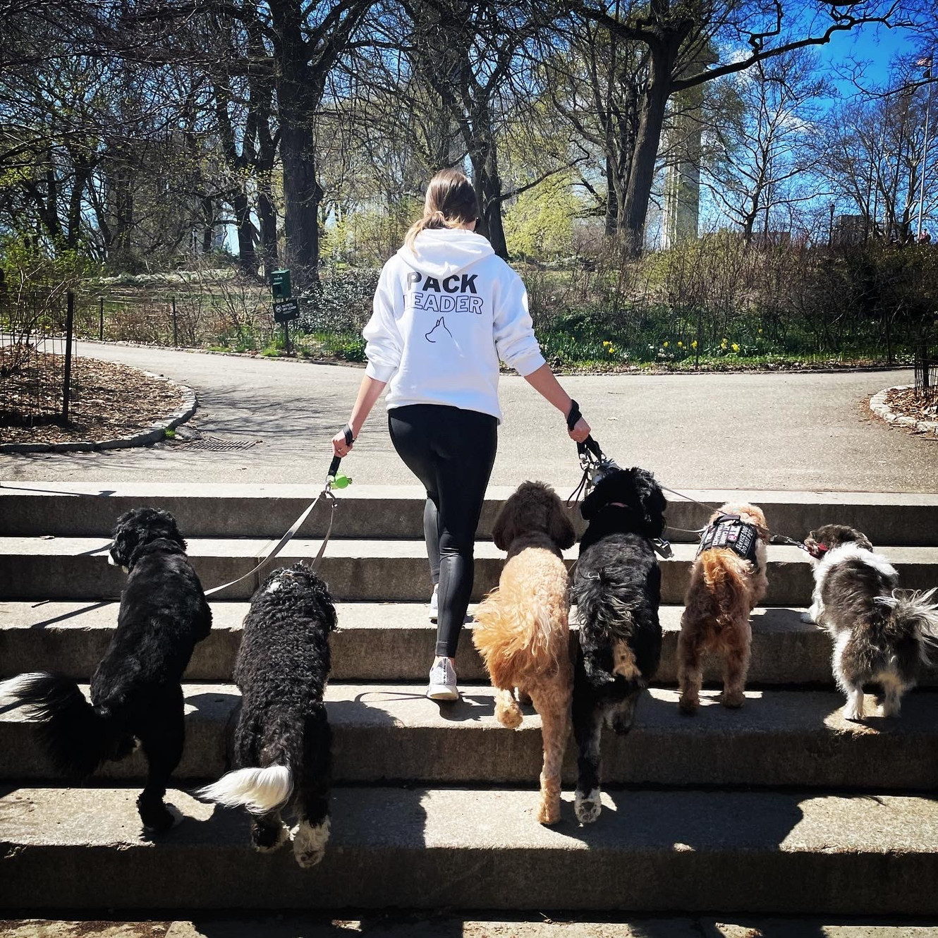 Dog Bless Co. Dog Walking and Dog Training Brooklyn, NY, USA