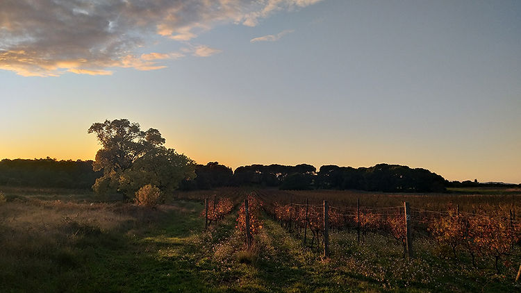 Domaine-3.jpg