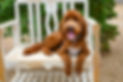 Charlie