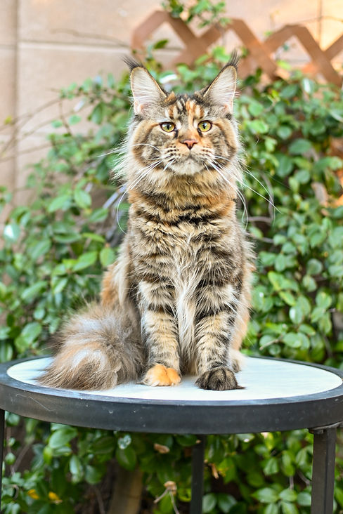 Maine Coon Cats in Arizona