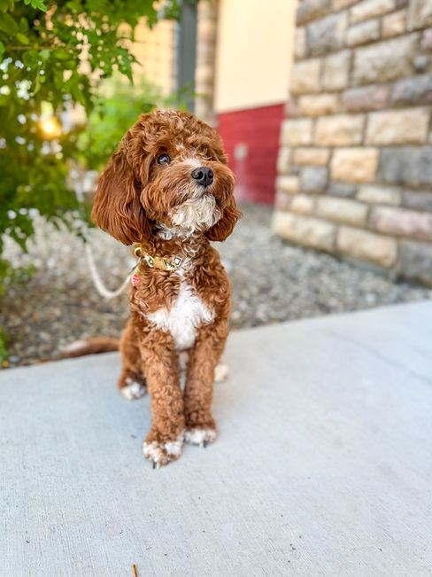 Rosie Multigen Cavapoo Sun Valley Goldendoodles