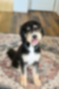 Marley Bernedoodle Mama