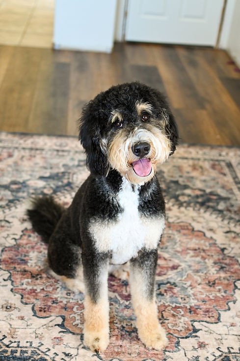 Marley Bernedoodle Mama