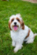 Penny Cavapoo