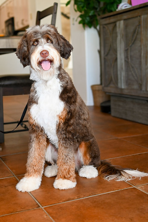 Clover Brown Tri Bernedoodle in Arizona Sun Valley Goldendoodles