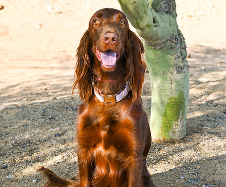 Jolene AKC Irish Setter Sun Valley Goldendoodles