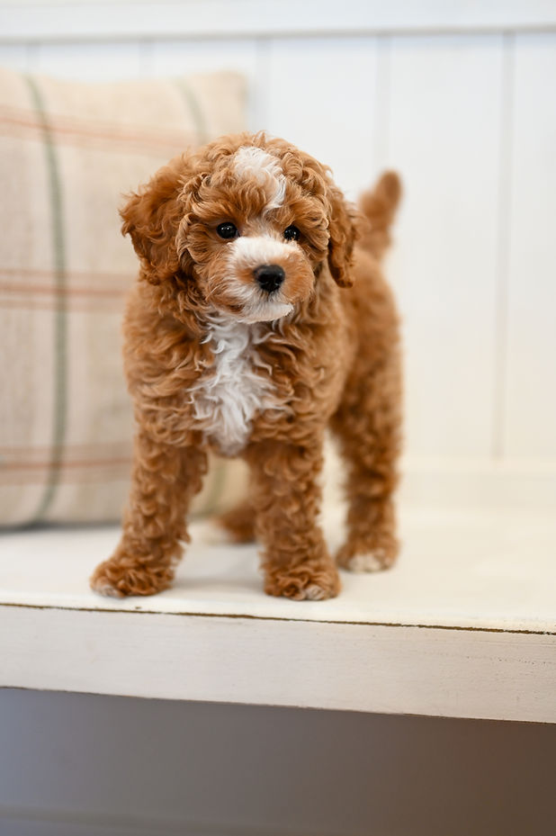 Mini Poodle Puppy Sun Valley Goldendoodles