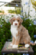 Bernedoodle Puppy Arizona Sun Valley Goldendoodles