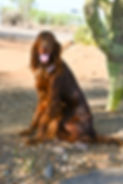 Jolene AKC Irish Setter Sun Valley Goldendoodles