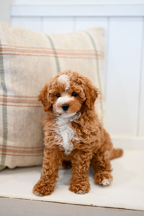 Mini Poodle Puppy Sun Valley Goldendoodles