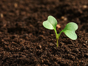Il sistema dell’agricoltura rigenerativa