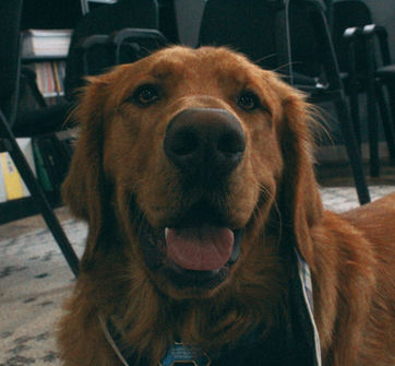 88 Keys Academy mascot and golden retriever dog, Murphy, sits in the music studio's lobby