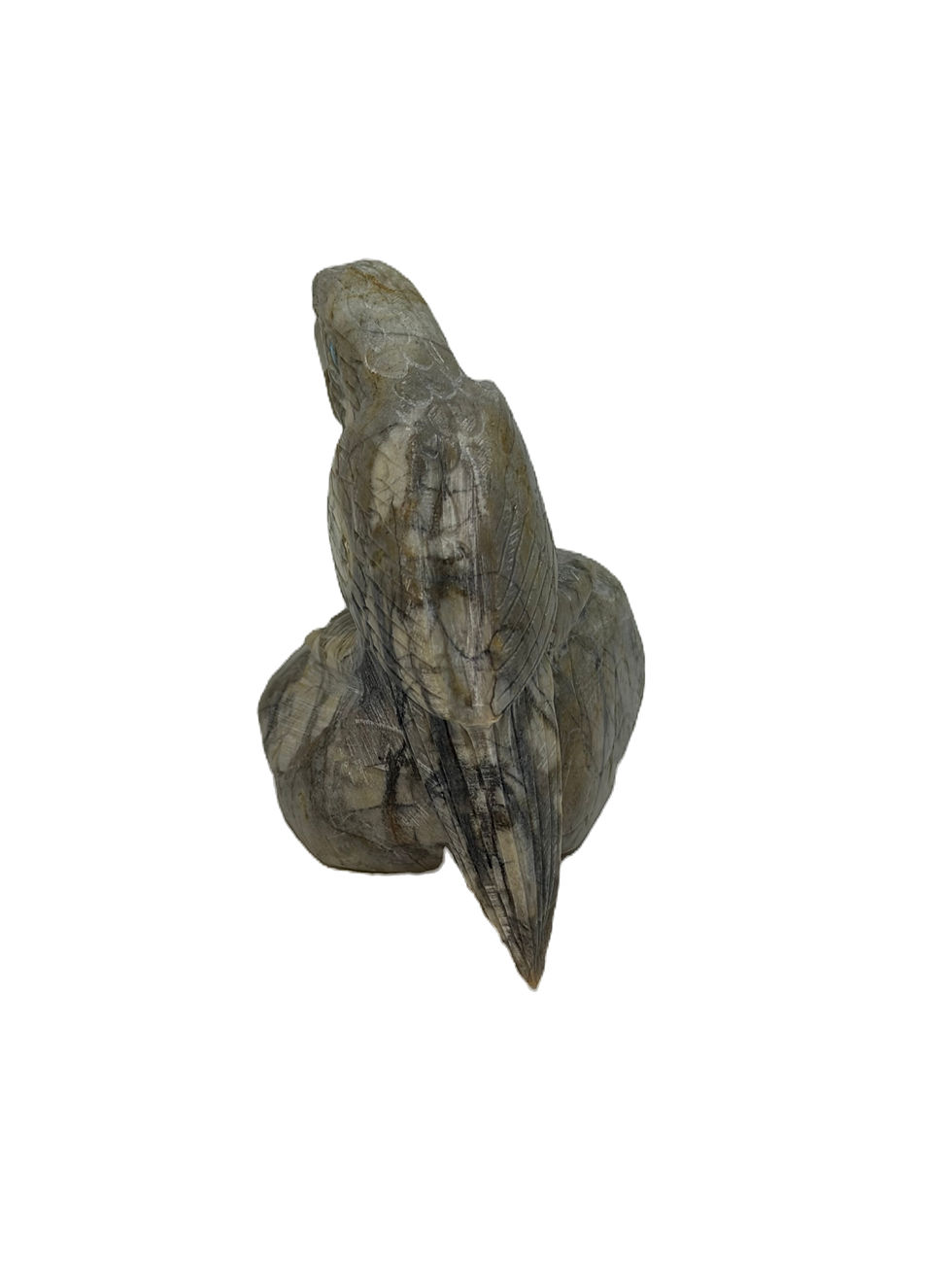 Thumbnail: Parrot by Michael Coble    #PT33