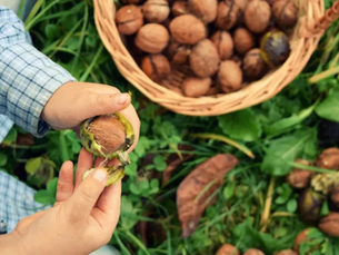 Nisão Walnut Production Blog Ep. 8 - Walnut Harvest Season is Approaching Fast. Here are some of the Amazing Health Benefits of Walnut