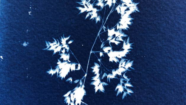 Graminées en cyanotype