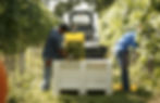 Harvest