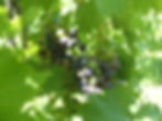Veraison