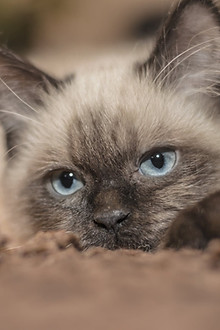 siamese.jpeg
