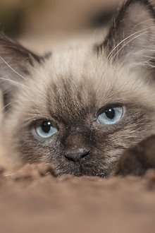 siamese.jpeg