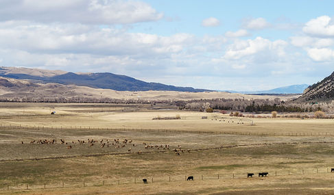 PERC ElkMigration-(c) Wes Overvold Imple
