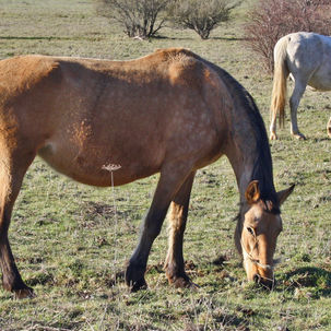 Caballo