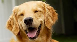 perro