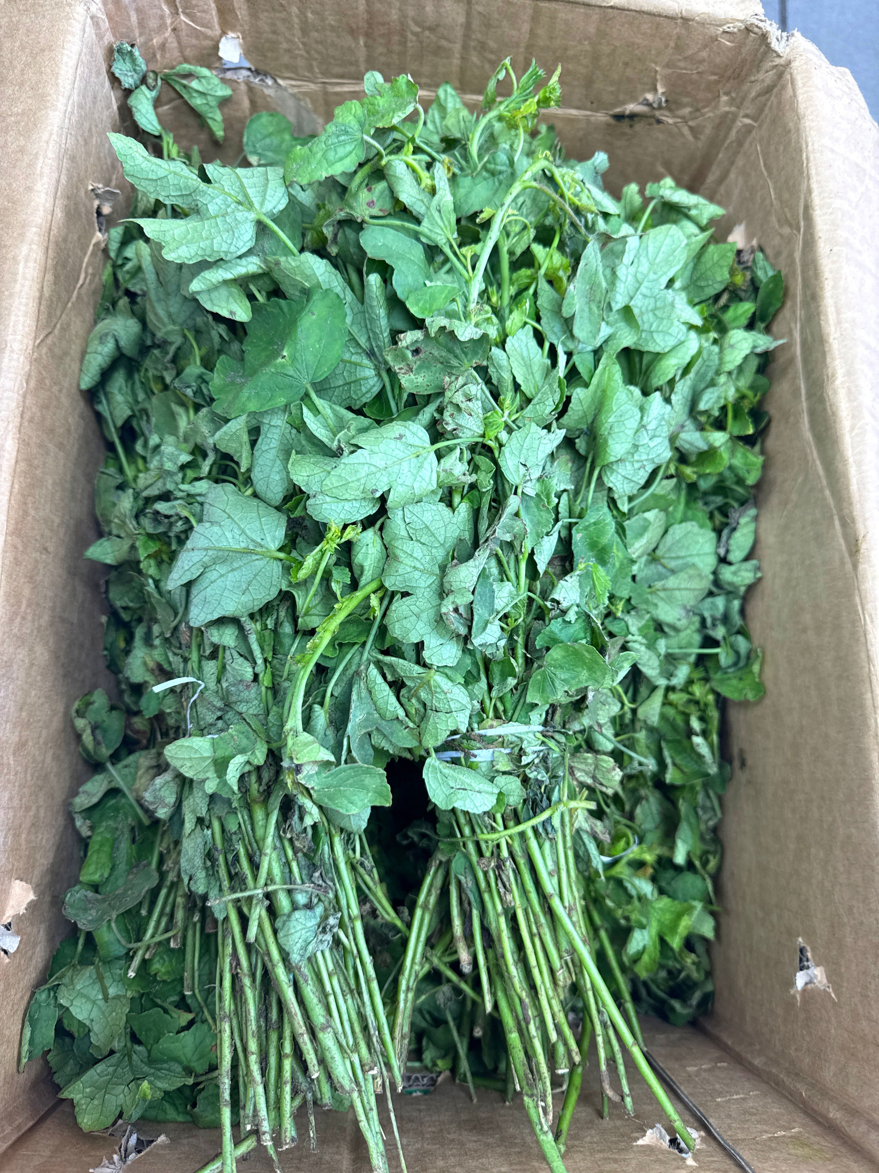 Ngaï Ngaï (par botte)