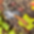 Thumbnail: Pike (Bird and Trout) Knife