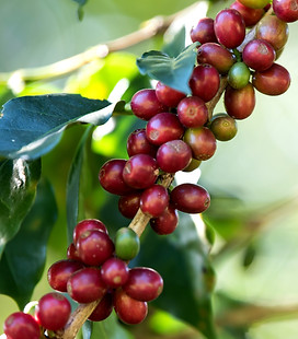 coffee-bean-berry-ripening-coffee-farm.jpg