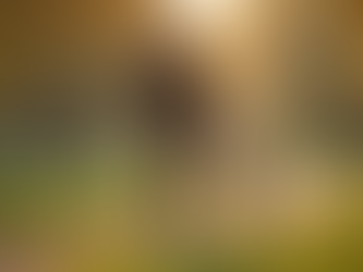 How to Choose the Best Dog Walker for Your Furry Friend