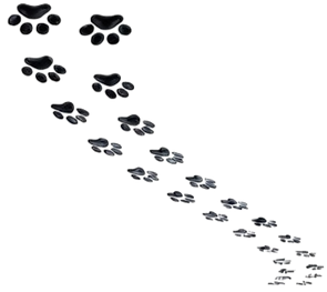 PAW_PRINTS_PATTERNS_edited_edited_edited