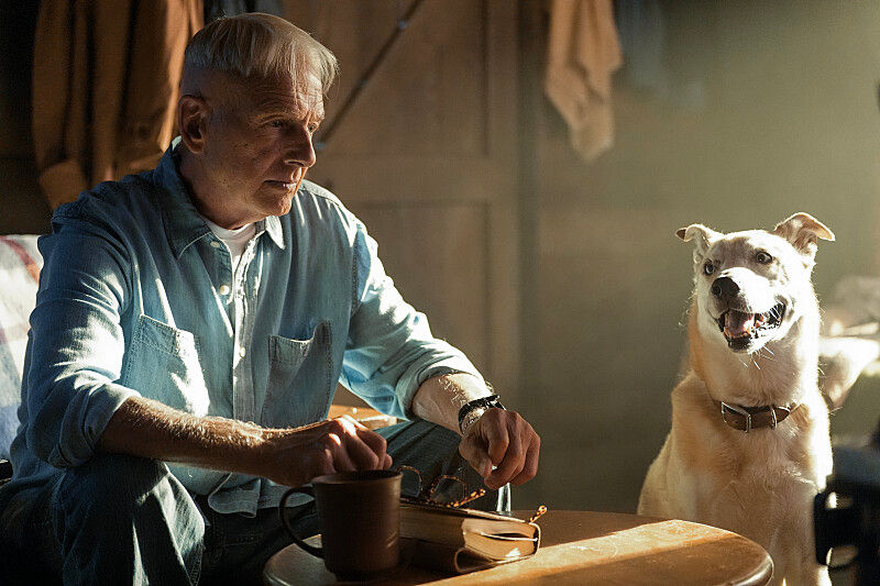 Older man in a blue shirt sits by a table with a mug and book, looking at a smiling dog in warm sunlight.